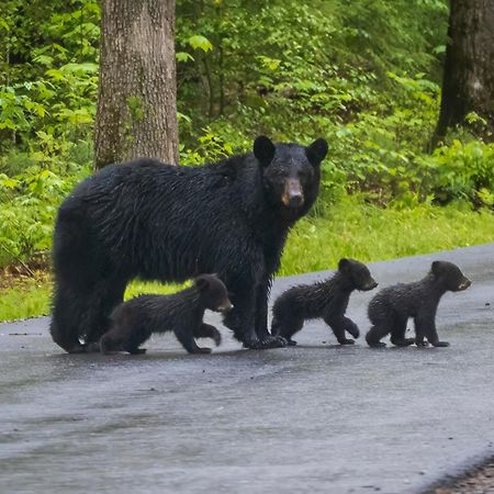 Four Bears Den, Hot Tub, 1089 Of Free Attraction Tickets For Each Paid Day, Dollywood And More Gatlinburg Exterior foto