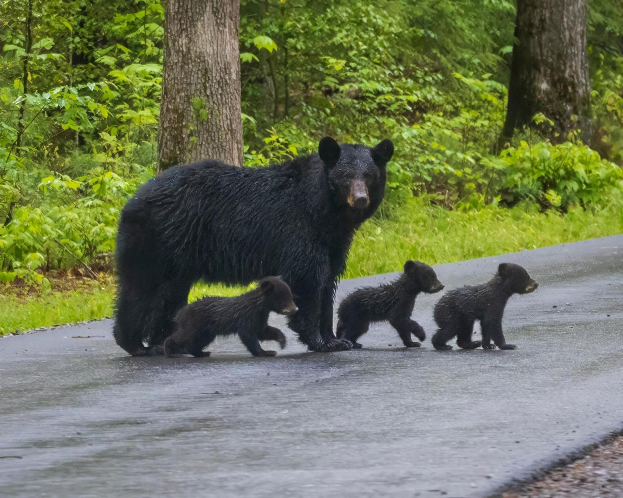 Four Bears Den, Hot Tub, 1089 Of Free Attraction Tickets For Each Paid Day, Dollywood And More Gatlinburg Exterior foto